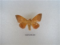 藏品(直帶黃枯葉蛾)的圖片